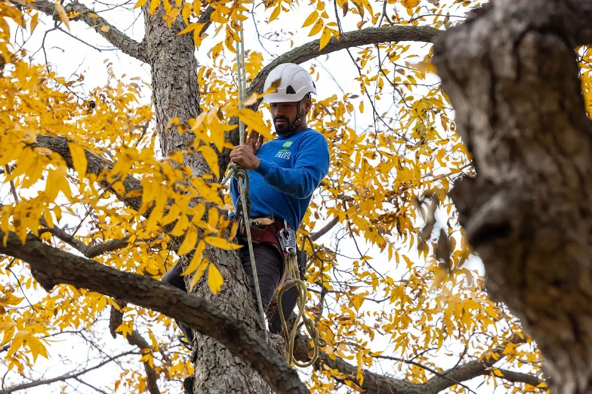 Skilled Tree Planing crew working in Fort Myer