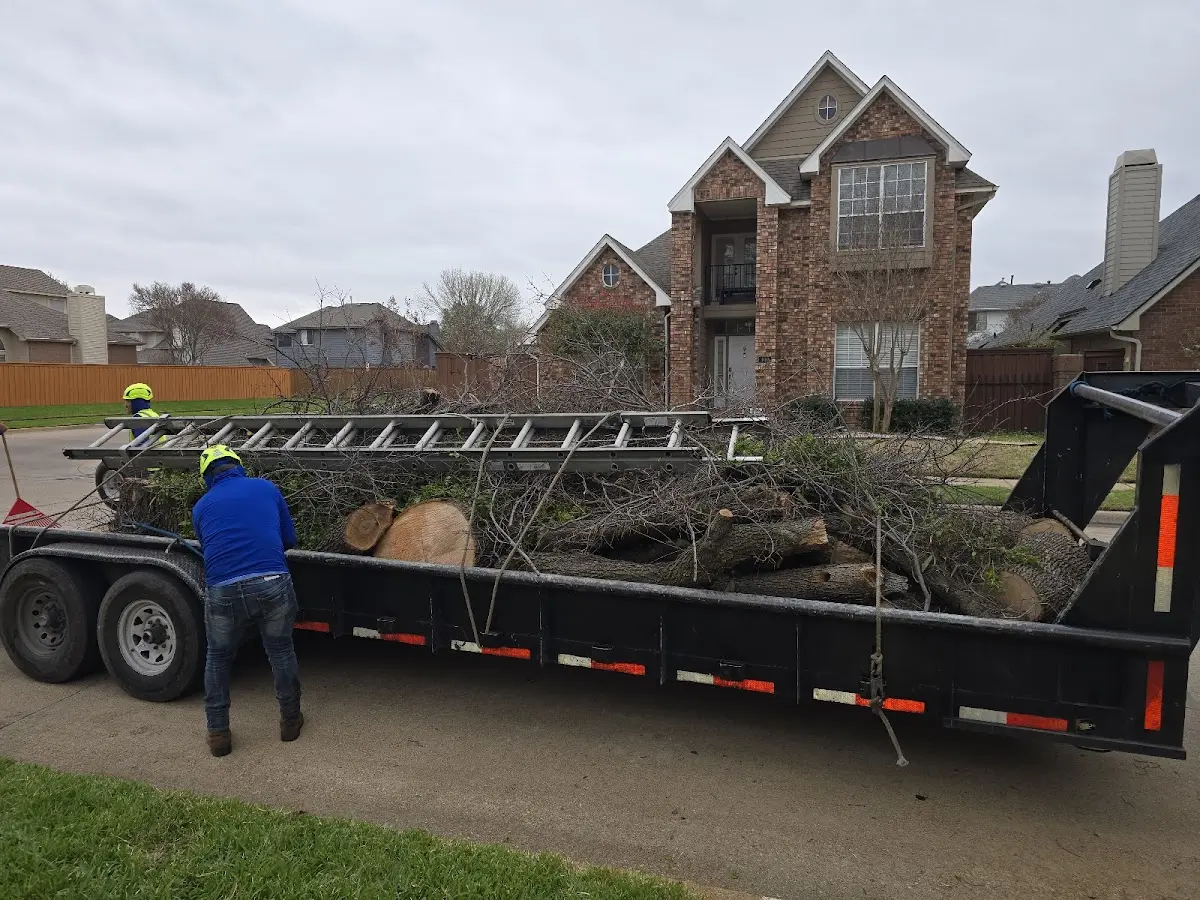 Expert Deadwooding with proper safety equipment in Fort Myer